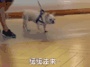萌主来了 缓缓走来
