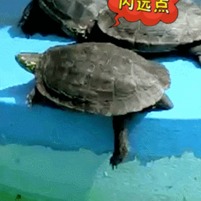 乌龟 海龟 走你