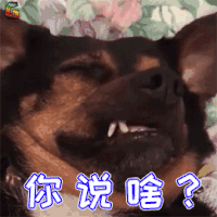 萌宠 狗 狗狗 蒙圈 你说啥 soogif soogif出品