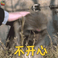 萌宠 猴子 不开心 伤心 soogif soogif出品