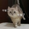 萌宠 猫星人 干饭了 开心 呆萌 可爱