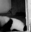 熊猫 萌萌哒 爬行 摔倒 黑白