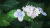 德卡先生的信箱 风景 花朵 动漫