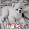 萌宠 狗 汪星人 我萌吗 撩