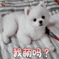 萌宠 狗 汪星人 我萌吗 撩 soogif soogif出品