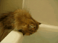 喵星人 可爱 萌宠 猫咪