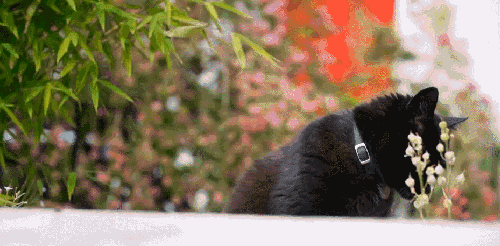 BBC 对猫的发现 猫咪 纪录片 黑猫