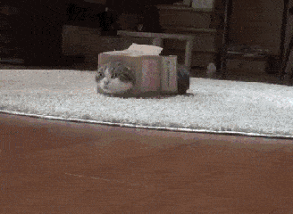 萌宠 猫咪 摇尾巴 卡在纸壳箱里