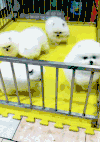 狗狗 铁栏杆 白色 泡沫垫