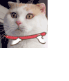 猫咪 心塞 搞笑 斗图 可爱
