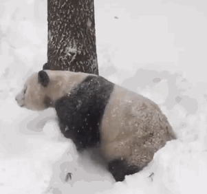 熊猫 吃脚 萌化了 天然呆 玩耍 雪地 动物 panda
