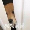 萌宠 汪星人 狗狗祟祟 偷偷摸摸 搞怪 呆萌