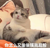 萌宠 猫星人 你怎么又偷偷摸我屁股 质疑 呆萌 可爱