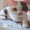 萌宠 猫星人 醒了吗哥哥 好奇 呆萌 可爱