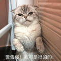 萌宠 猫咪 猫 喵星人 警告你 我可是很凶的 生气