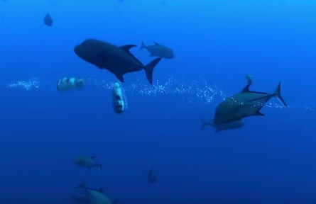 鱼 海底世界 游动 蓝色 自然 海洋 ocean nature