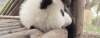熊猫奇一