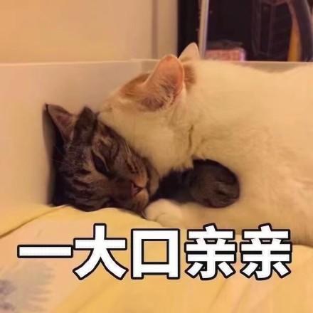 一大口亲亲猫咪喵星人熟睡gif动图_动态图_表情包下载_soogif