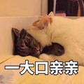 一大口亲亲 猫咪 喵星人 熟睡