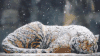 老虎 雪花 冬天 花纹