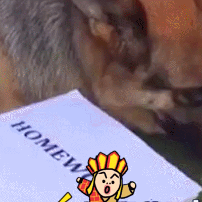 汪星人 萌宠 可爱 狗狗