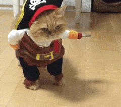 猫咪 海盗船长 帽子 走路 背手