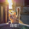 萌宠 喵星人 嗨喽 你好 呆萌 可爱