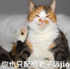 猫咪 喵星人 文字表情包 搞笑 四川话