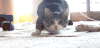 猫猫 模仿 魔性 艾玛醉了