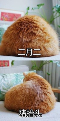 猫咪 花盆 绿叶 猪抬头