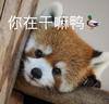 萌宠 汪星人 你在干嘛呀 瞅瞅你在干什么 憨憨 可爱