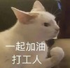 萌宠 猫星人 一起加油 打工人 呆萌 可爱