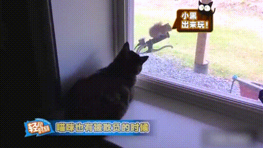 着急 出不去啊 猫咪 挠窗框