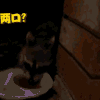 二哈 狗狗 汪星人 萌宠 可爱