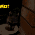 二哈 狗狗 汪星人 萌宠 可爱