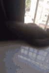 小猫 胖乎乎 撒娇 抻懒腰