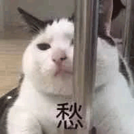 愁 伤心 猫