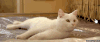 萌宠 猫咪 喵星人 可爱