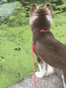 狗狗 不小心 掉水里 搞笑