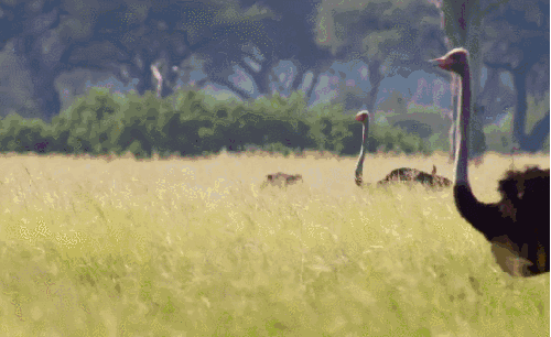 地球脉动 小鸟 纪录片 行走 运输 鸵鸟