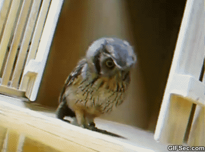 猫头鹰 攻击 玩坏了 懵逼 可爱 吓 owl