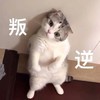 萌宠 猫星人 叛逆 难受 呆萌 可爱