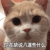 萌宠 猫星人 你在话说八道些什么 别造谣 搞怪 呆萌