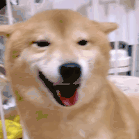萌宠 汪星人 柴犬 开心 动图