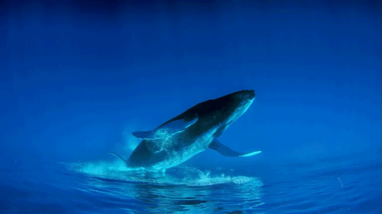 鲸鱼 whale