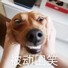 萌宠 汪星人 被动微笑 挤出笑容 淘气 搞怪