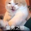 萌宠 猫星人 猛男之怒 生气 呆萌 可爱
