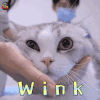 萌宠 猫 wink 撩 soogif soogif出品