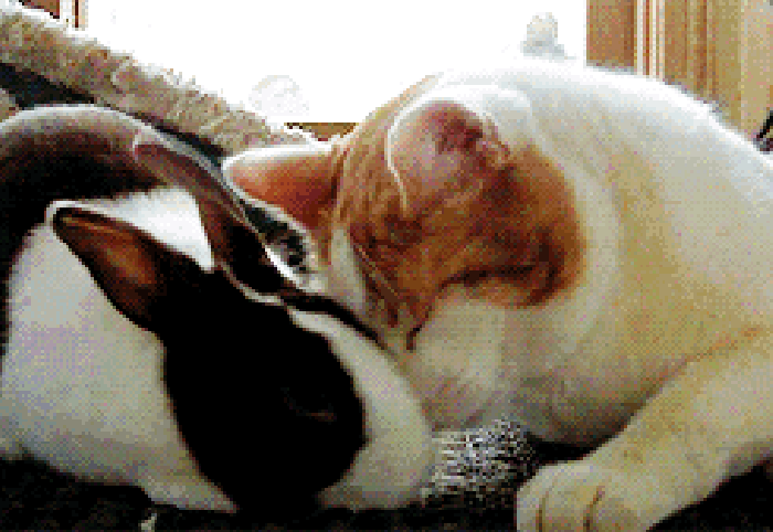 兔子 猫咪 喜欢 亲密