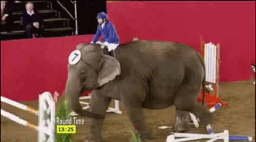 大象 elephant 训练 马戏团